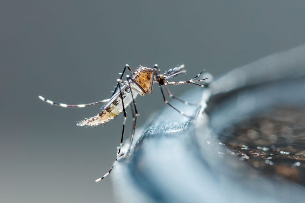 А вы знаете, почему комаров не убивает падающая капля дождя? - фото Онлайн-школа 1
