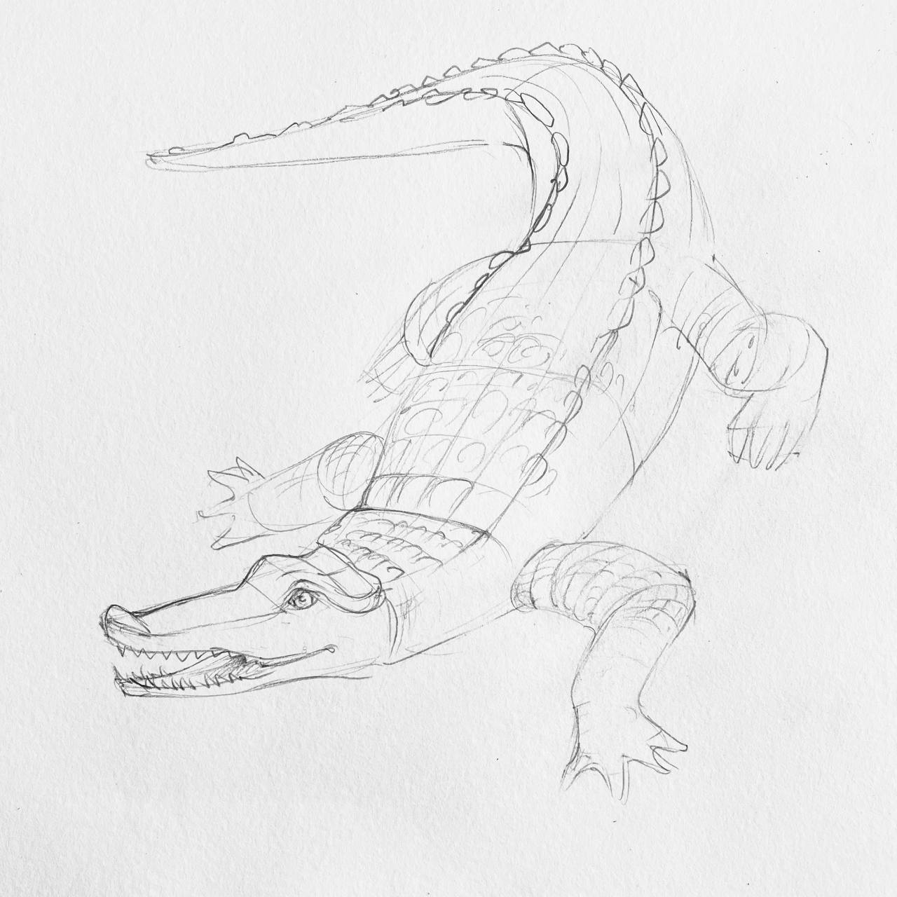 Крокодил простой рисунок для детей поэтапно