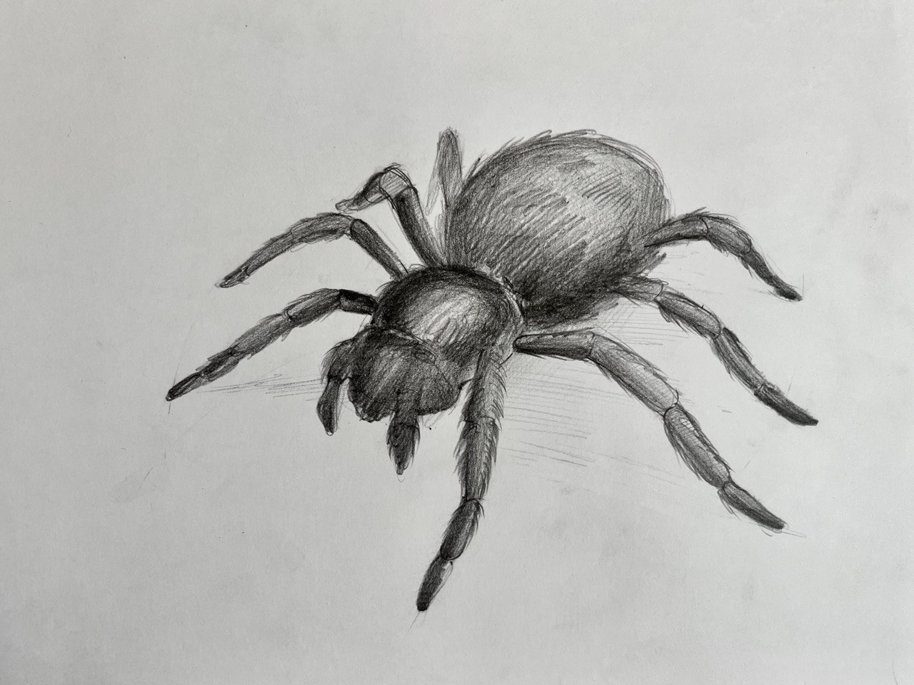 Как нарисовать простого паука
